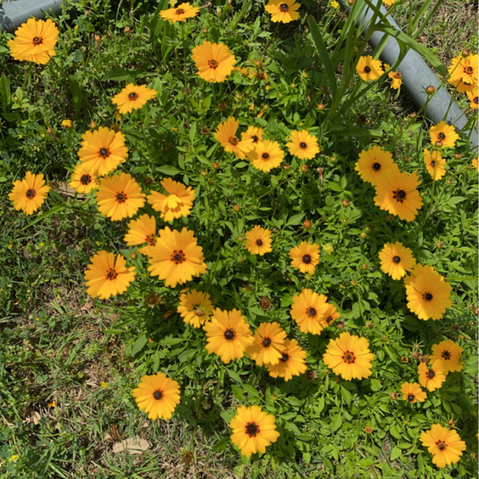 Coreopsis basalis ( ซันเบิร์สต์ คอรีออปซิส ) 80 เมล็ด นำเข้า จาก อเมริกา