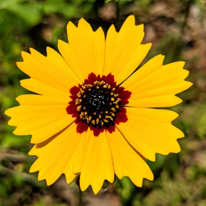 Coreopsis basalis ( ซันเบิร์สต์ คอรีออปซิส ) 80 เมล็ด นำเข้า จาก อเมริกา