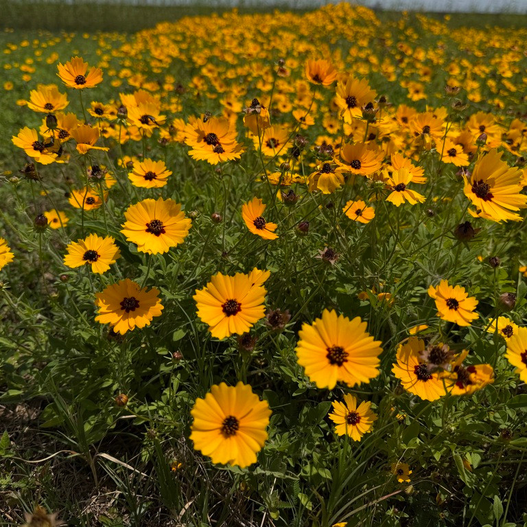 Coreopsis basalis ( ซันเบิร์สต์ คอรีออปซิส ) 80 เมล็ด นำเข้า จาก อเมริกา