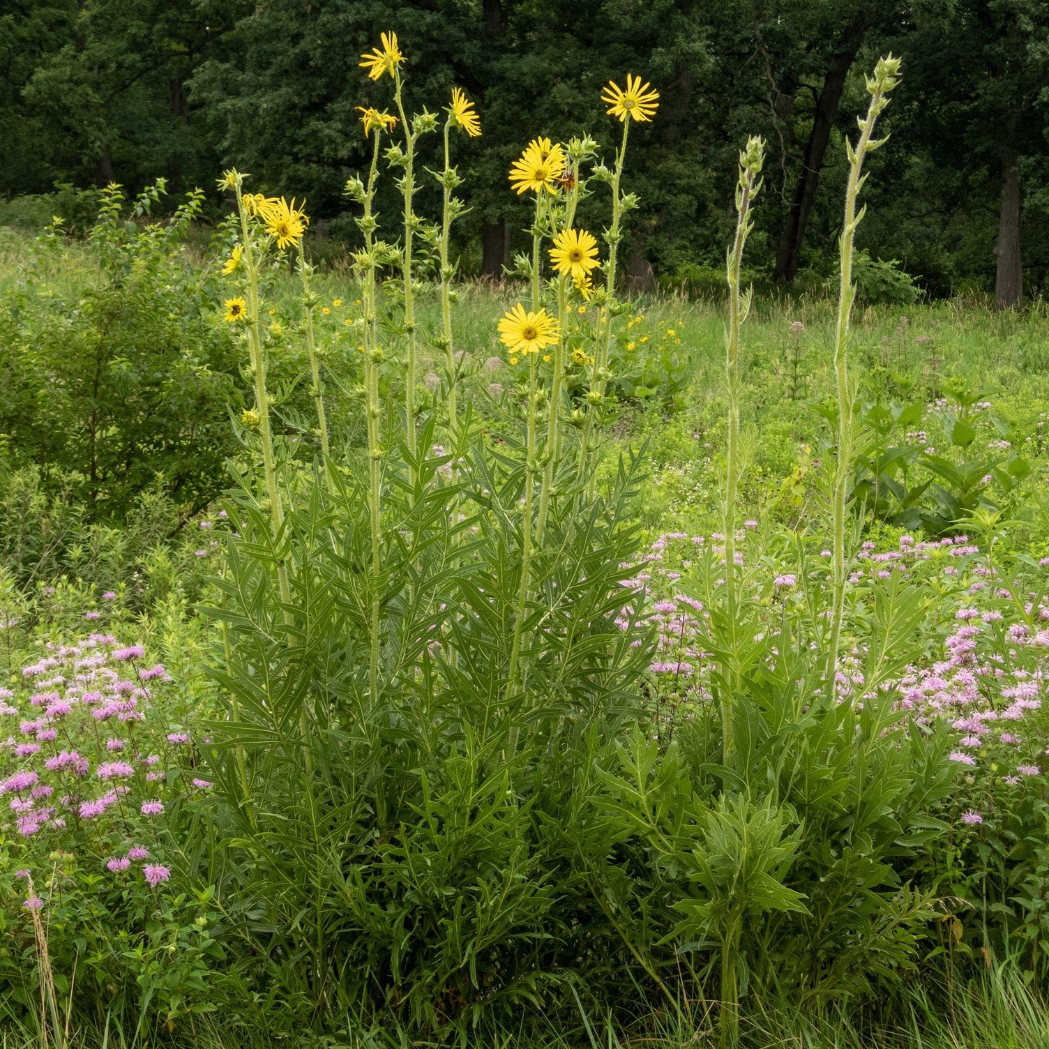 Silphium Laciniatum ( คอมพาสแพลนต์ ) 30 เมล็ด นำเข้าจาก อเมริกา