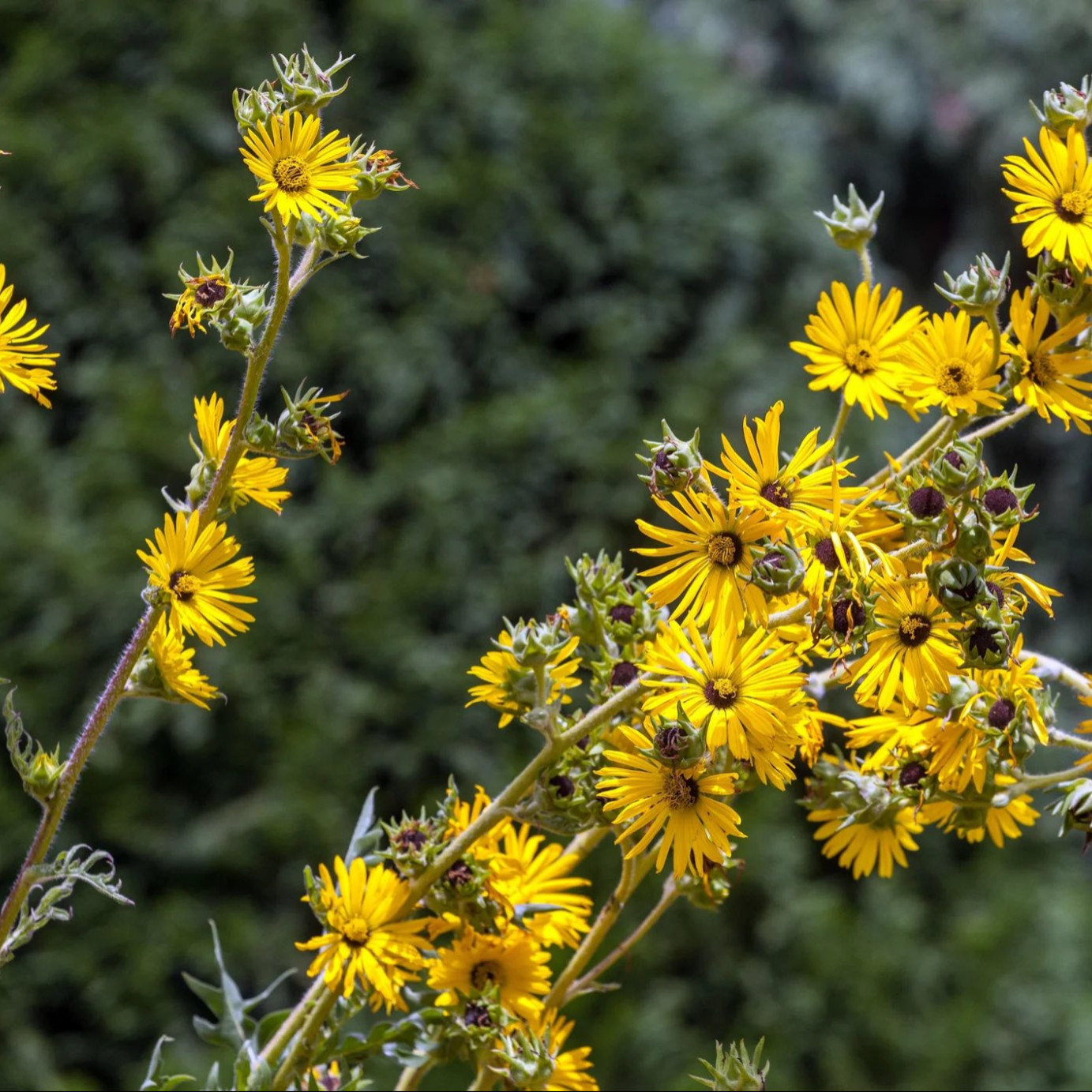 Silphium Laciniatum ( คอมพาสแพลนต์ ) 30 เมล็ด นำเข้าจาก อเมริกา