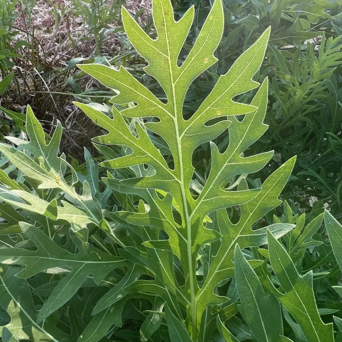 Silphium Laciniatum ( คอมพาสแพลนต์ ) 30 เมล็ด นำเข้าจาก อเมริกา