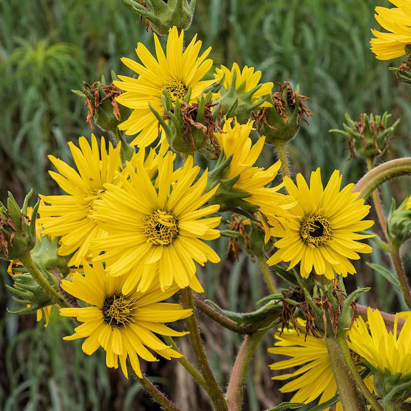 Silphium Laciniatum ( คอมพาสแพลนต์ ) 30 เมล็ด นำเข้าจาก อเมริกา