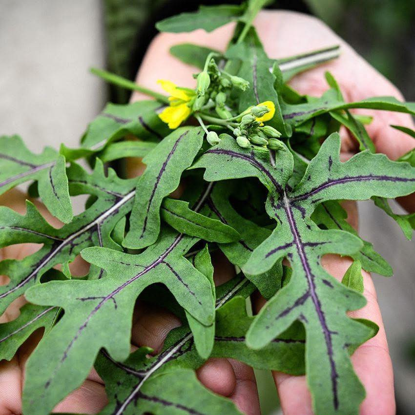 Diplotaxis tenuifolia ‘Dragon Tongue’(ไวล์ดร็อกเก็ตลิ้นมังกร) 125 เมล็ด