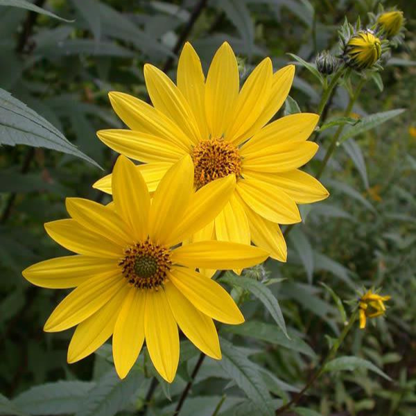 Helianthus grosseserratus ( เฮลิแอนธัส โกรสเซอเซอร์ราทัส ) 100 เมล็ด