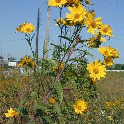 Helianthus grosseserratus ( เฮลิแอนธัส โกรสเซอเซอร์ราทัส ) 100 เมล็ด