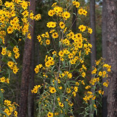 Helianthus grosseserratus ( เฮลิแอนธัส โกรสเซอเซอร์ราทัส ) 100 เมล็ด