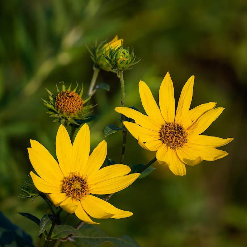 Helianthus grosseserratus ( เฮลิแอนธัส โกรสเซอเซอร์ราทัส ) 100 เมล็ด
