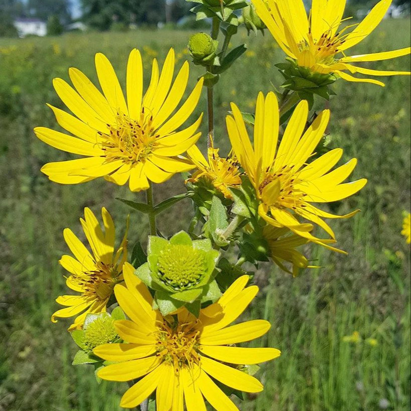 Silphium Integrifolium ( ทานตะวันป่าโรซินวีด ) 30 เมล็ด นำเข้าจาก อเมริกา