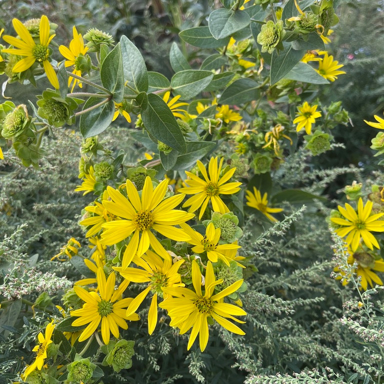 Silphium Integrifolium ( ทานตะวันป่าโรซินวีด ) 30 เมล็ด นำเข้าจาก อเมริกา