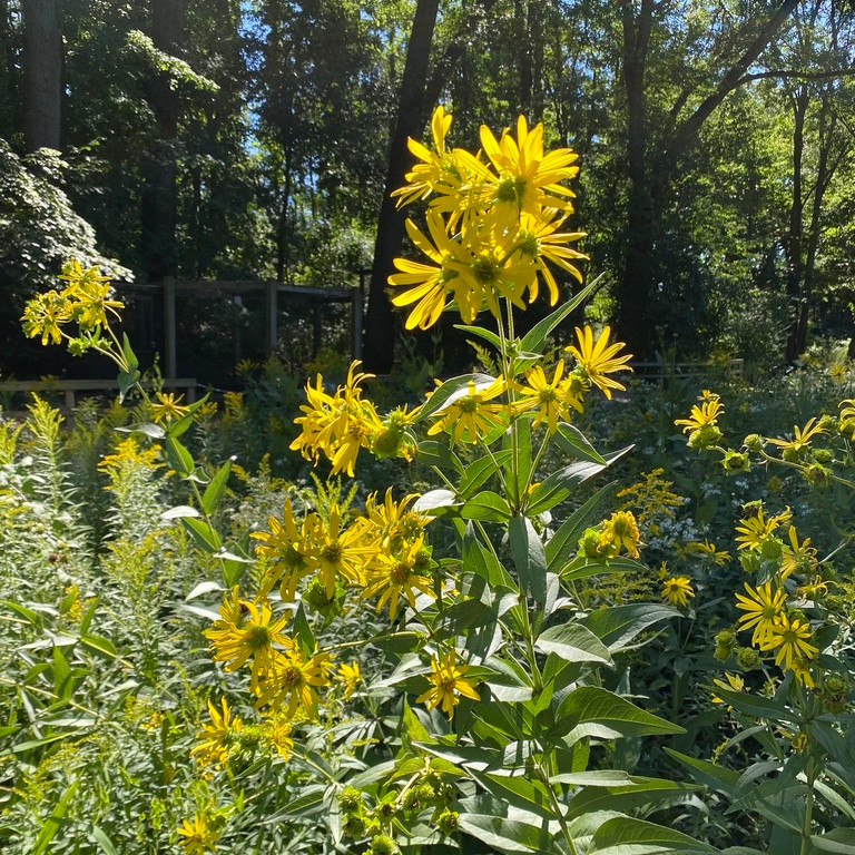 Silphium Integrifolium ( ทานตะวันป่าโรซินวีด ) 30 เมล็ด นำเข้าจาก อเมริกา