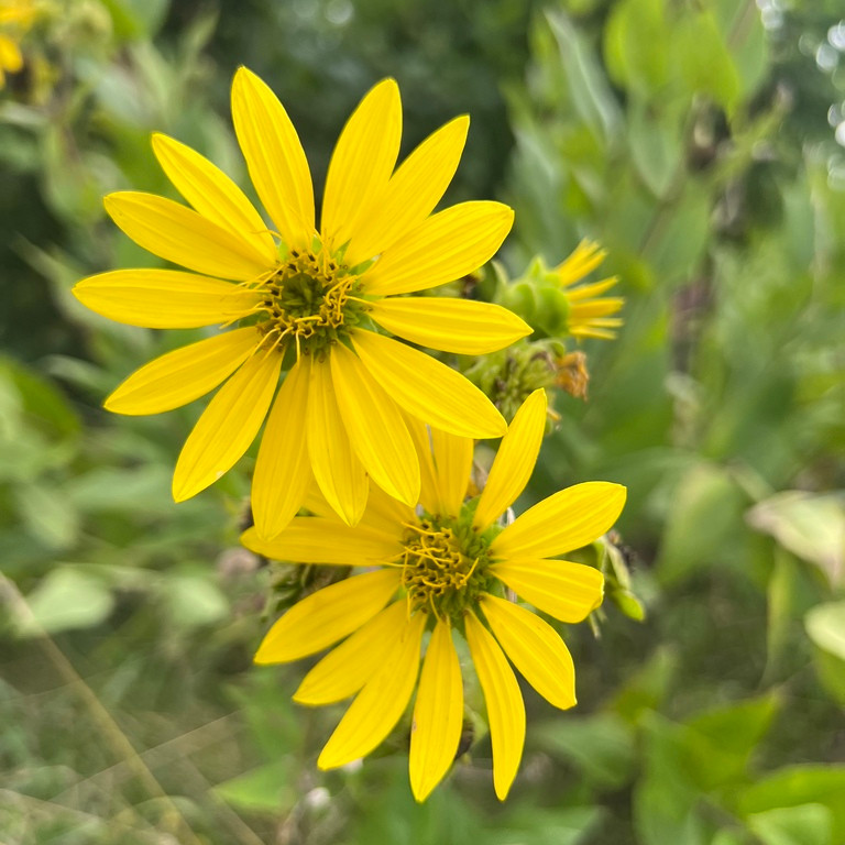 Silphium Integrifolium ( ทานตะวันป่าโรซินวีด ) 30 เมล็ด นำเข้าจาก อเมริกา