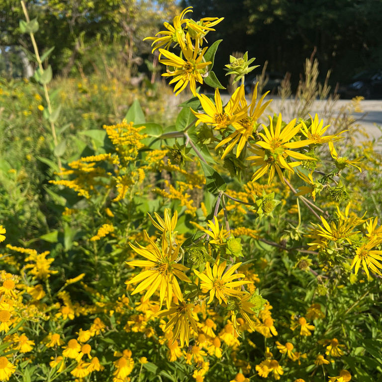 Silphium Integrifolium ( ทานตะวันป่าโรซินวีด ) 30 เมล็ด นำเข้าจาก อเมริกา