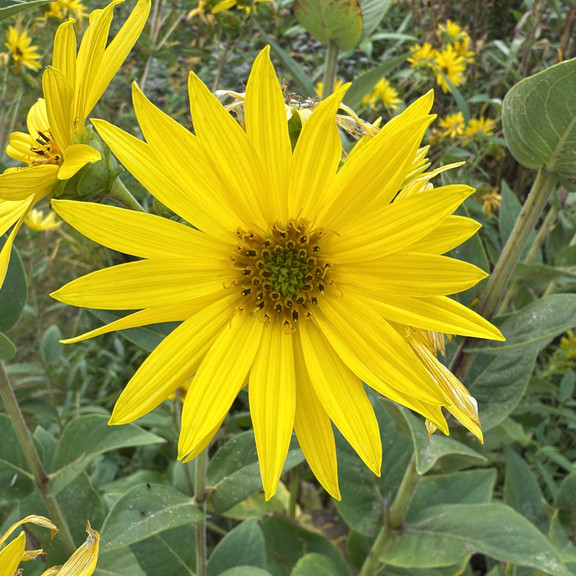 Silphium Integrifolium ( ทานตะวันป่าโรซินวีด ) 30 เมล็ด นำเข้าจาก อเมริกา