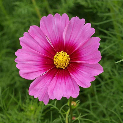 Cosmos bipinnatus ( ดาวกระจายฝรั่ง เรเดียนซ์ ) 100 เมล็ด