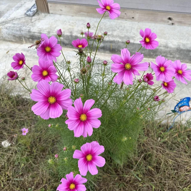 Cosmos bipinnatus ( ดาวกระจายฝรั่ง เรเดียนซ์ ) 100 เมล็ด