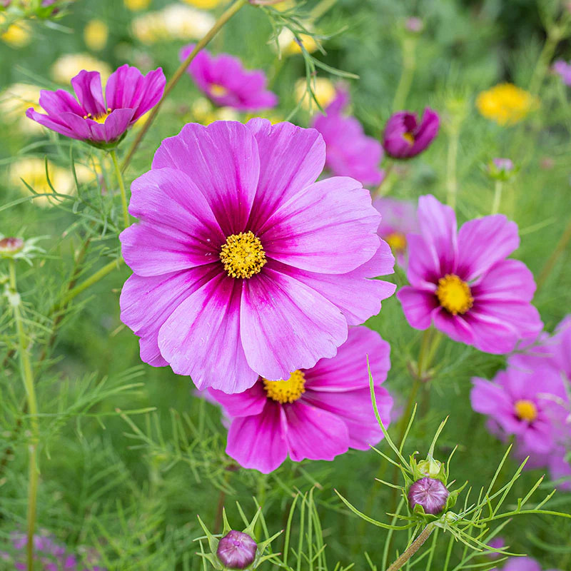 Cosmos bipinnatus ( ดาวกระจายฝรั่ง เรเดียนซ์ ) 100 เมล็ด