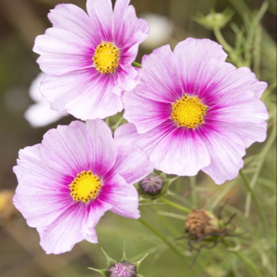 Cosmos Bipinnatus ( ดาวกระจายฝรั่ง เดย์ดรีม ) 100 เมล็ด นำเข้าจาก อเมริกา