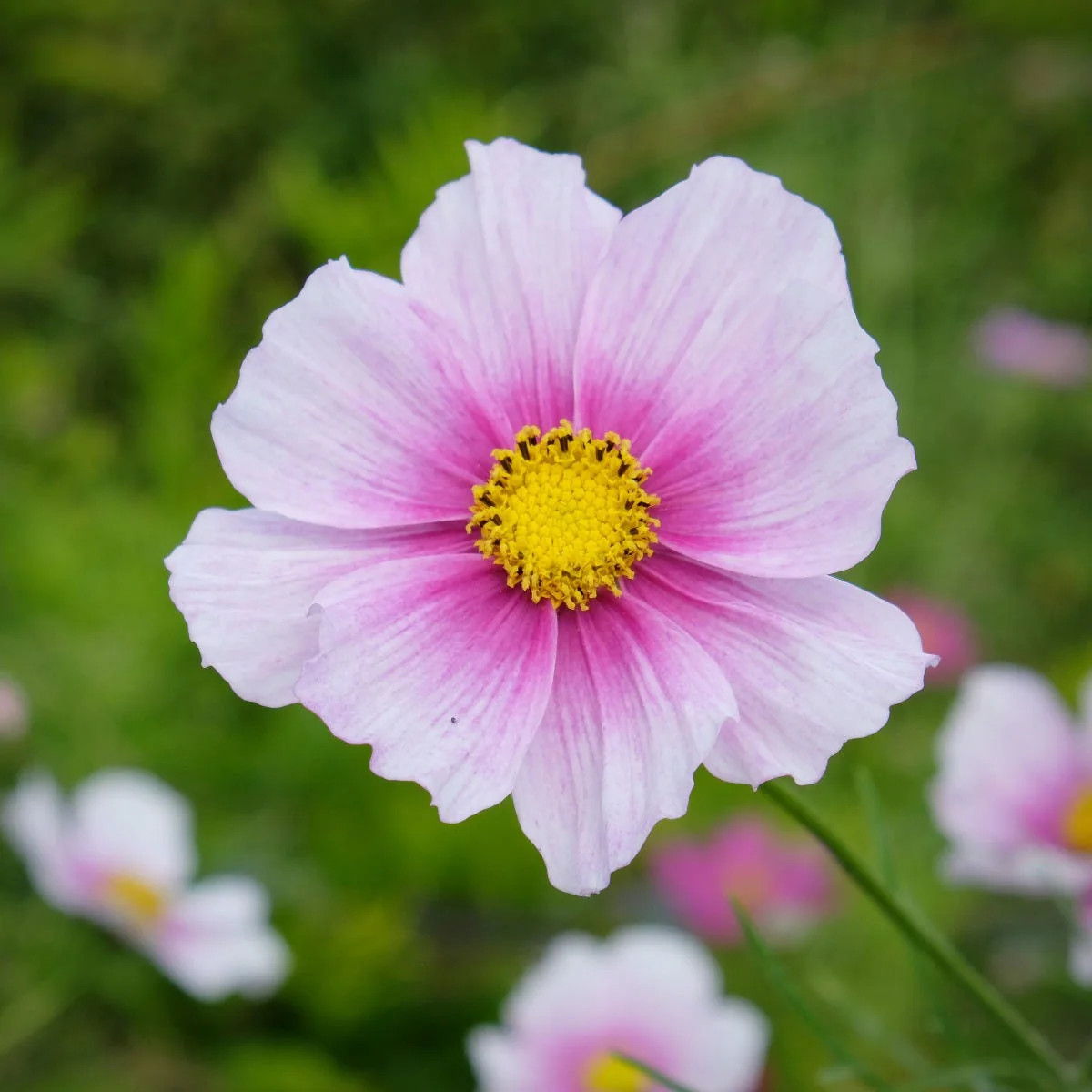 Cosmos Bipinnatus ( ดาวกระจายฝรั่ง เดย์ดรีม ) 100 เมล็ด นำเข้าจาก อเมริกา