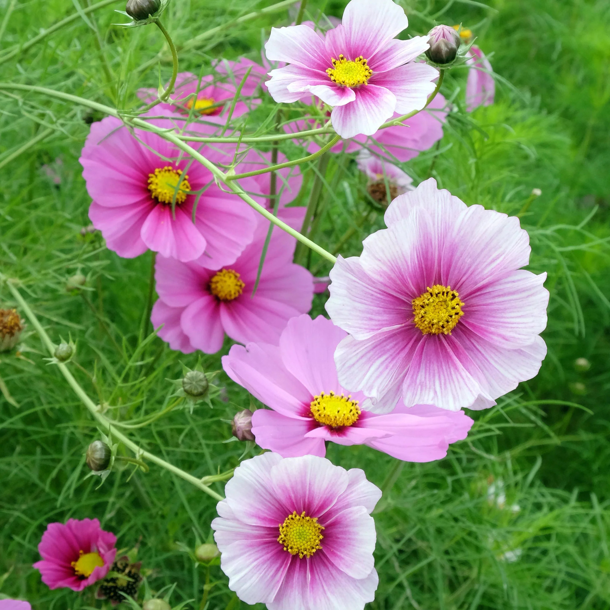 Cosmos Bipinnatus ( ดาวกระจายฝรั่ง เดย์ดรีม ) 100 เมล็ด นำเข้าจาก อเมริกา