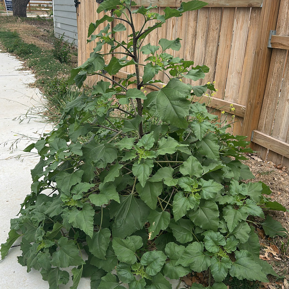 Helianthus annuus (wild form) ทานตะวันป่า 100 เมล็ด นำเข้าจาก อเมริกา