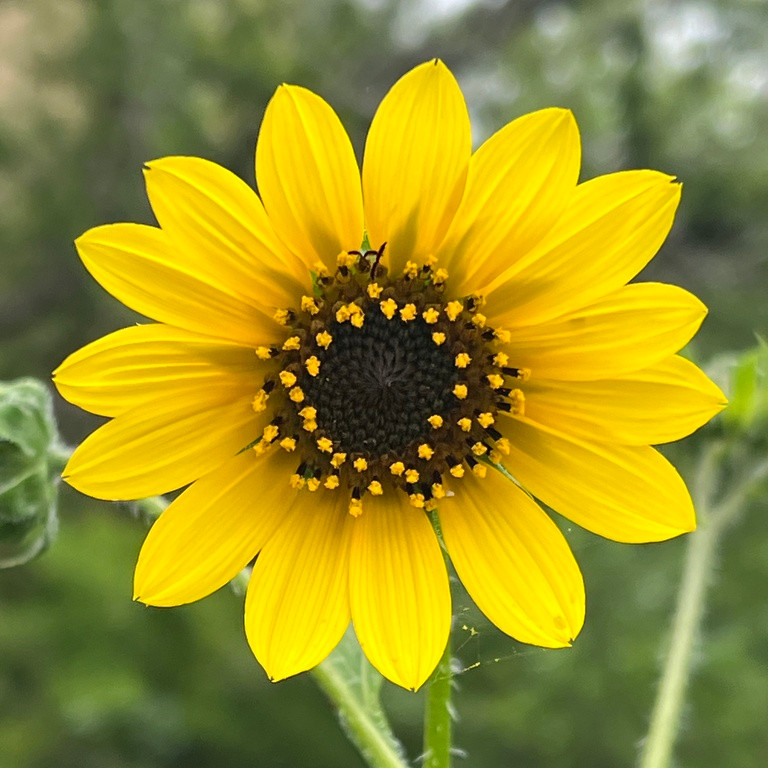Helianthus annuus (wild form) ทานตะวันป่า 100 เมล็ด นำเข้าจาก อเมริกา