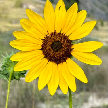Helianthus annuus (wild form) ทานตะวันป่า 100 เมล็ด นำเข้าจาก อเมริกา