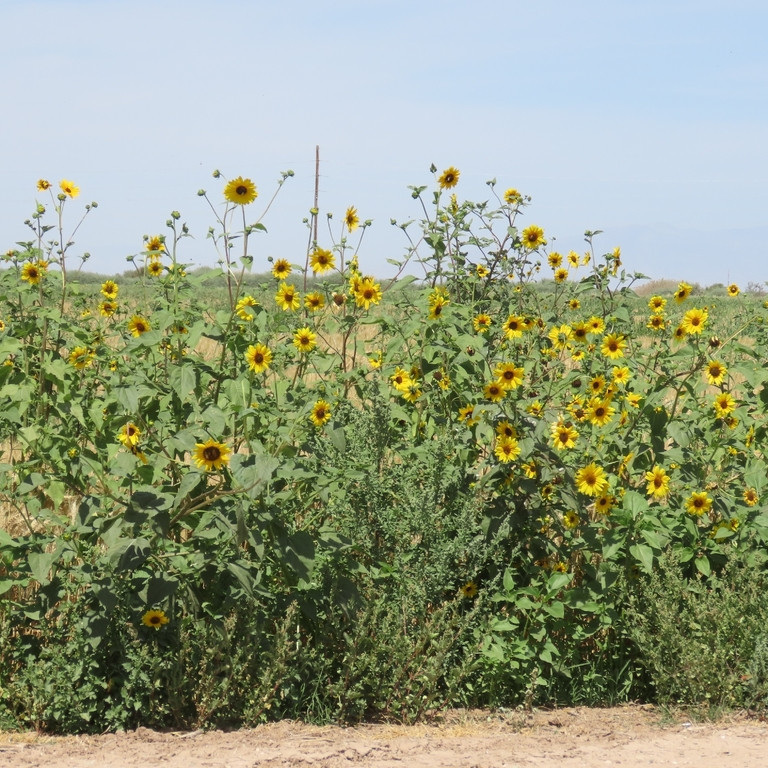 Helianthus annuus (wild form) ทานตะวันป่า 100 เมล็ด นำเข้าจาก อเมริกา