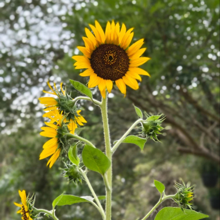 Helianthus annuus (wild form) ทานตะวันป่า 100 เมล็ด นำเข้าจาก อเมริกา