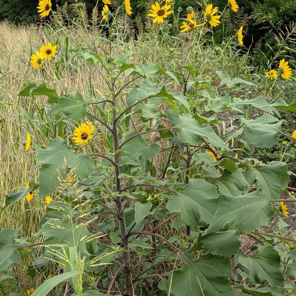 Helianthus annuus (wild form) ทานตะวันป่า 100 เมล็ด นำเข้าจาก อเมริกา