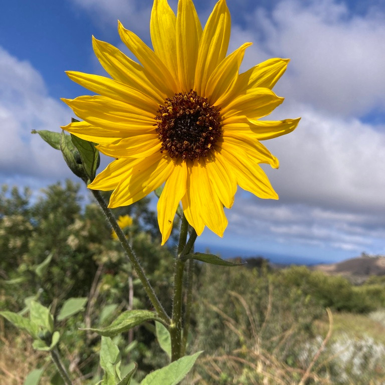 Helianthus annuus (wild form) ทานตะวันป่า 100 เมล็ด นำเข้าจาก อเมริกา