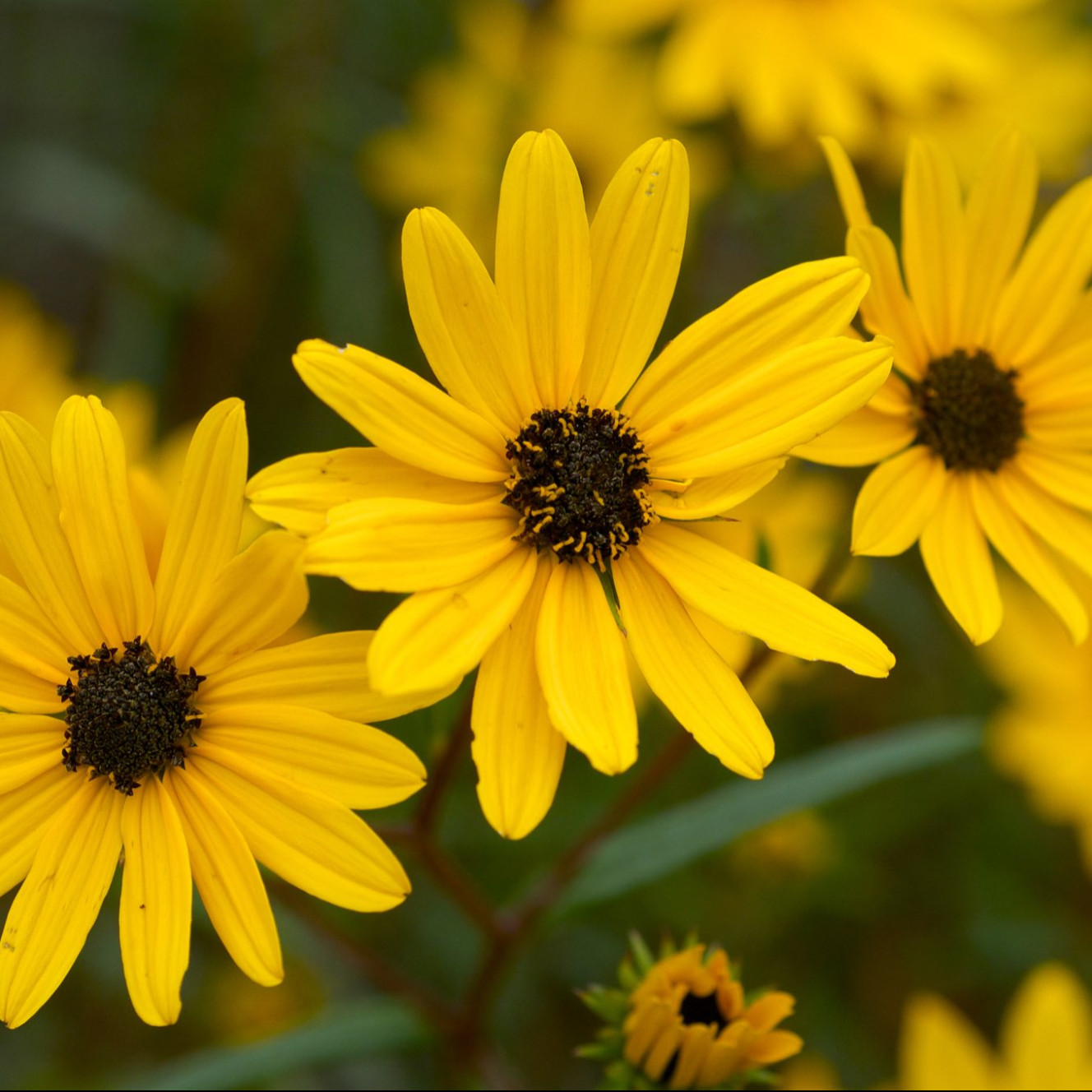 Helianthus angustifolius ( ทานตะวันบึง ) 60 เมล็ด นำเข้าจาก อเมริกา