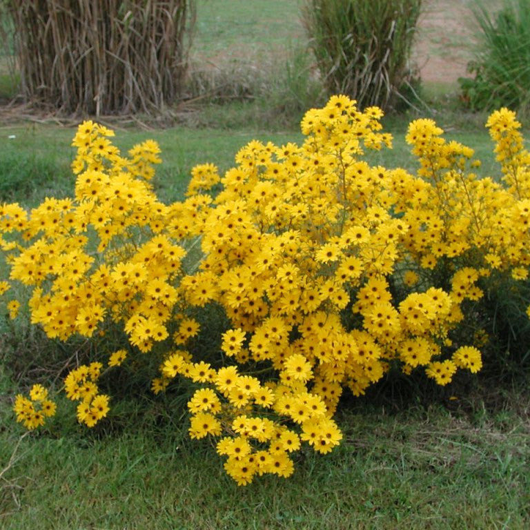 Helianthus angustifolius ( ทานตะวันบึง ) 60 เมล็ด นำเข้าจาก อเมริกา