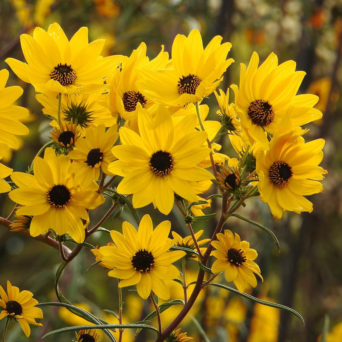 Helianthus angustifolius ( ทานตะวันบึง ) 60 เมล็ด นำเข้าจาก อเมริกา