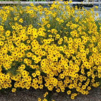 Helianthus angustifolius ( ทานตะวันบึง ) 60 เมล็ด นำเข้าจาก อเมริกา
