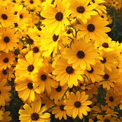 Helianthus angustifolius ( ทานตะวันบึง ) 60 เมล็ด นำเข้าจาก อเมริกา
