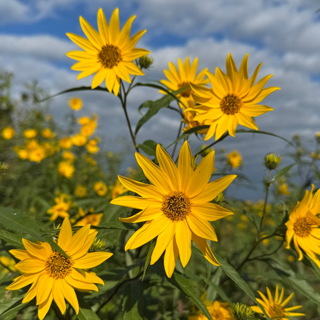 Helianthus Giganteus ( ทานตะวันยักษ์ป่า ) 40 เมล็ด นำเข้าจาก อเมริกา