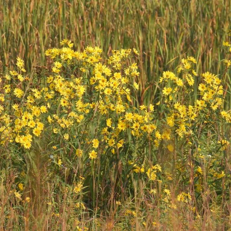 Helianthus Giganteus ( ทานตะวันยักษ์ป่า ) 40 เมล็ด นำเข้าจาก อเมริกา