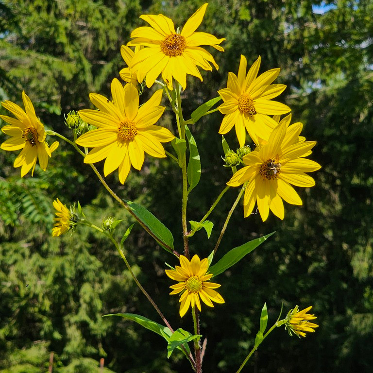 Helianthus Giganteus ( ทานตะวันยักษ์ป่า ) 40 เมล็ด นำเข้าจาก อเมริกา