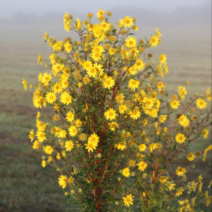 Helianthus Giganteus ( ทานตะวันยักษ์ป่า ) 40 เมล็ด นำเข้าจาก อเมริกา