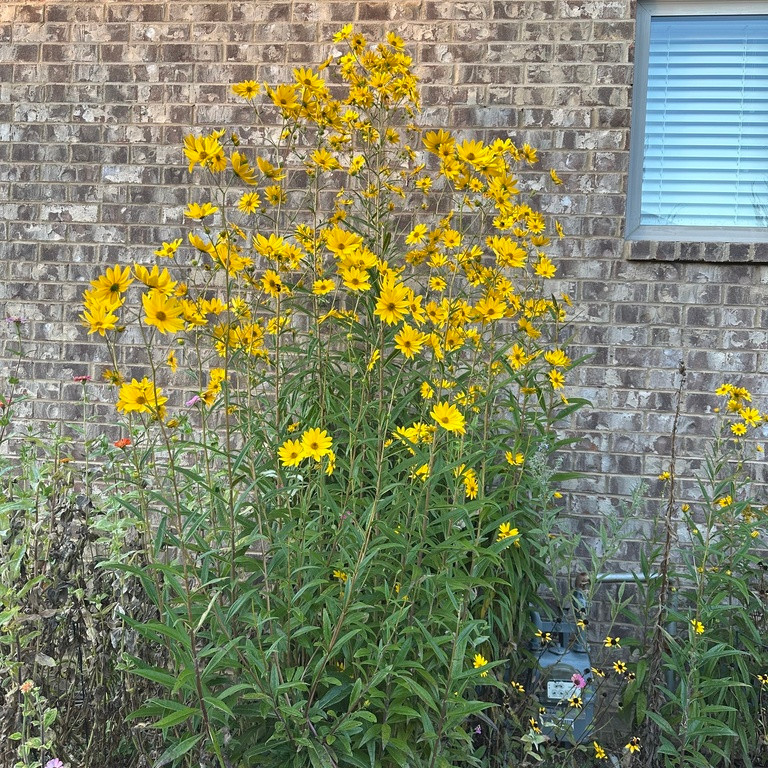 Helianthus Giganteus ( ทานตะวันยักษ์ป่า ) 40 เมล็ด นำเข้าจาก อเมริกา
