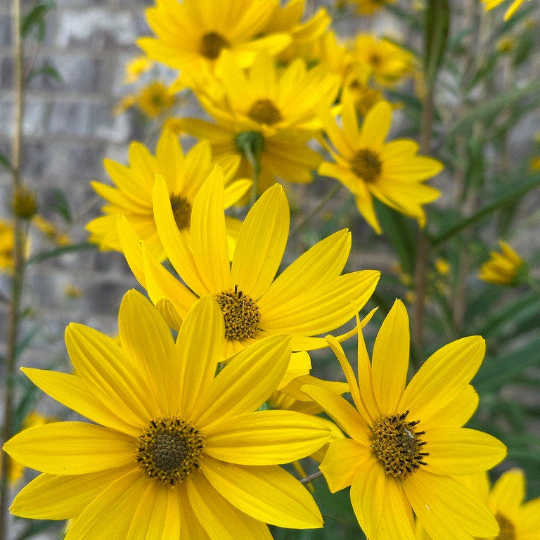 Helianthus Giganteus ( ทานตะวันยักษ์ป่า ) 40 เมล็ด นำเข้าจาก อเมริกา