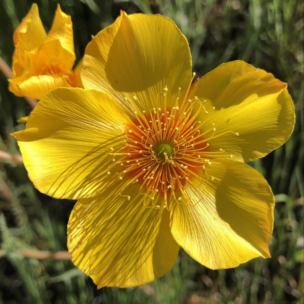 Mentzelia lindleyi ( บลาซซิ่งสตาร์ลินด์ลีย์ ) 50 เมล็ด นำเข้าจาก อเมริกา