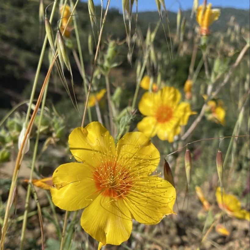 Mentzelia lindleyi ( บลาซซิ่งสตาร์ลินด์ลีย์ ) 50 เมล็ด นำเข้าจาก อเมริกา
