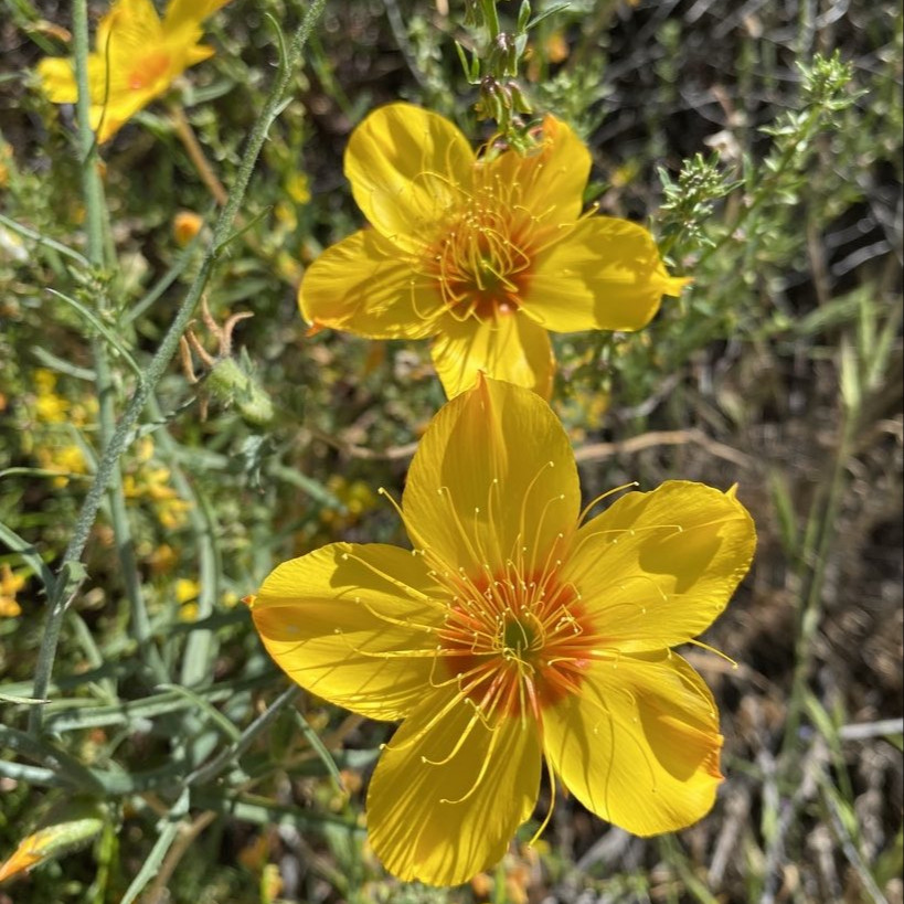 Mentzelia lindleyi ( บลาซซิ่งสตาร์ลินด์ลีย์ ) 50 เมล็ด นำเข้าจาก อเมริกา