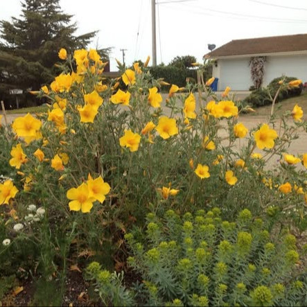 Mentzelia lindleyi ( บลาซซิ่งสตาร์ลินด์ลีย์ ) 50 เมล็ด นำเข้าจาก อเมริกา