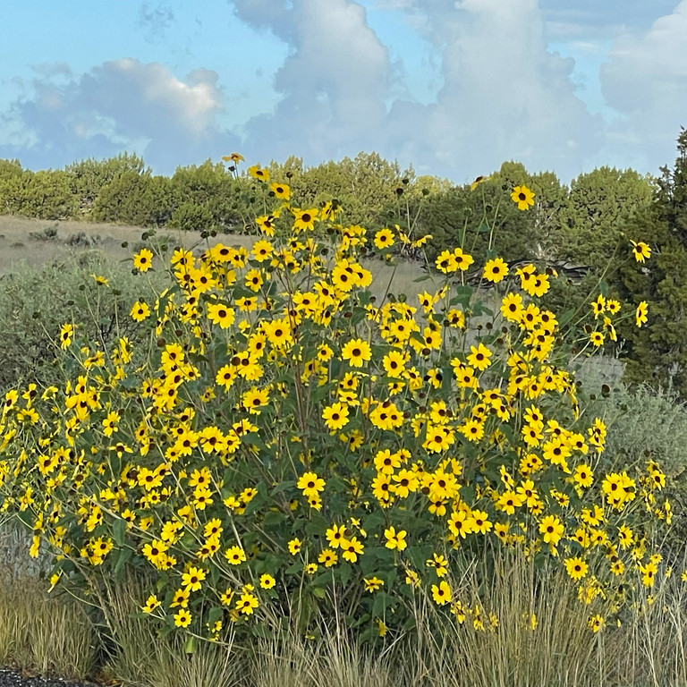 Helianthus petiolaris ( แพรรี่ ซันฟราวเวอร์ ) 60 เมล็ด นำเข้าจาก อเมริกา