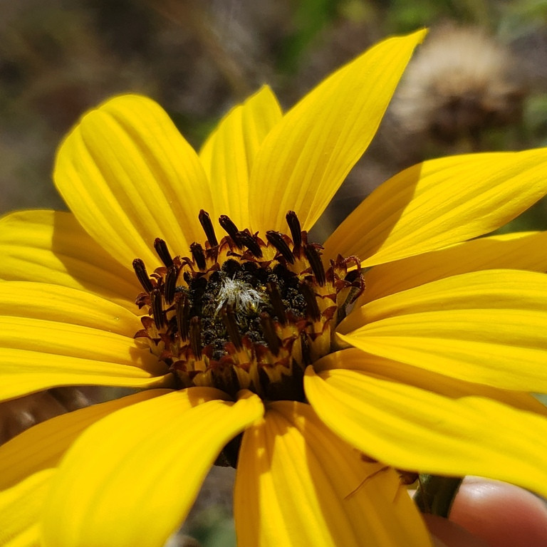 Helianthus petiolaris ( แพรรี่ ซันฟราวเวอร์ ) 60 เมล็ด นำเข้าจาก อเมริกา