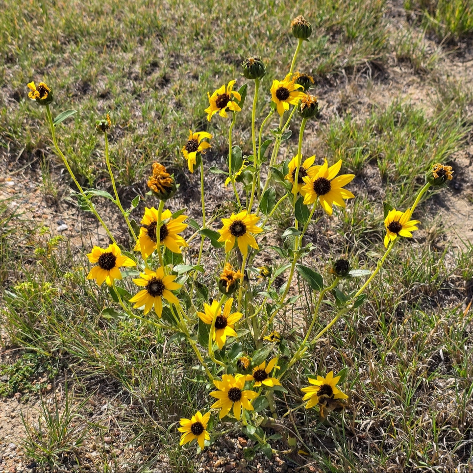 Helianthus petiolaris ( แพรรี่ ซันฟราวเวอร์ ) 60 เมล็ด นำเข้าจาก อเมริกา