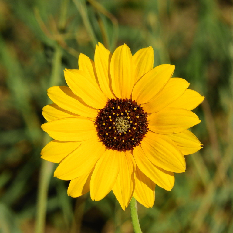 Helianthus petiolaris ( แพรรี่ ซันฟราวเวอร์ ) 60 เมล็ด นำเข้าจาก อเมริกา
